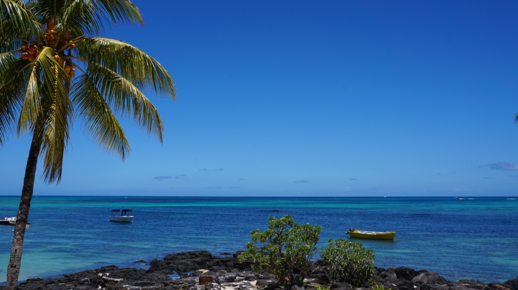Mauritius palm rannal