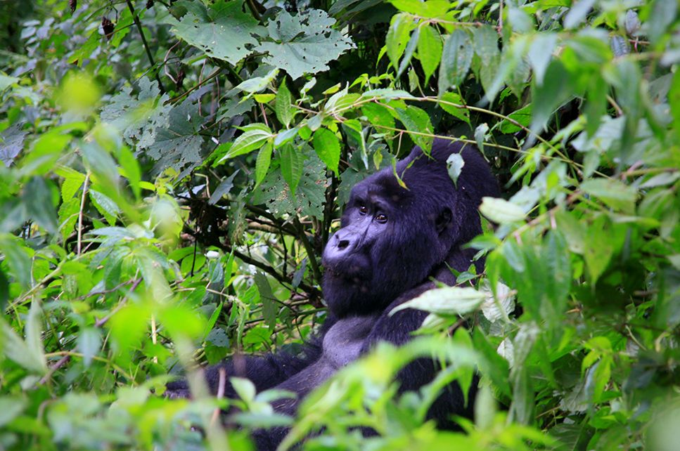 Keenia mägigorillad ja Masai Mara